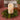 Boxwood Berry 14-Inch Ring/Wreath